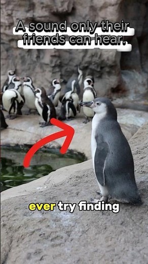 How Penguins Recognize Each Other by Voice