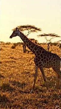 Top 10 best animals in the world which only plant