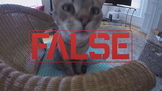 VERIFY: Do cats 'suck the breath' out of babies and suffocate them?