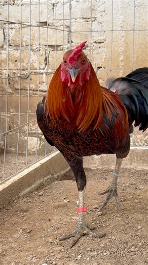 Hecho en casa 🇲🇽 | Criadero Blackjack Oficial