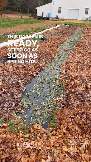 Comment COOL and I’ll DM my resources to learn about the next planting window of Cool Flowers. Fall planting is only half of the story of the Cool Flowers concept. The rest of the story is planting in “very early spring” which is 6 to 8 weeks before your last spring frost. Will you have transplants ready for your VES timeline? Get the resources! #coolflowers #gardenersworkshopfarm | The Gardener's Workshop