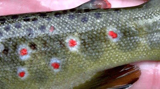 DIY Guide to Fly Fishing Clear Creek in Colorado | DIY Fly Fishing