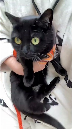 Benefits of cat 😺😍