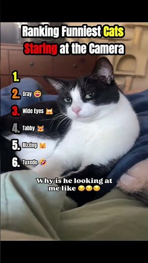 Ranking Funniest Cats Staring at the Camera 😹📸