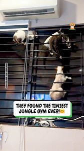 Kittens climb, leap, and wrestle on a DIY gym 🐱 | Fluffy Animals