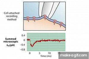 The Patch Clamp Method on Make a GIF