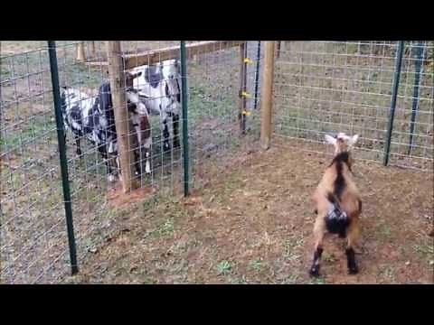 Building a Goat Pen -16' x 32'