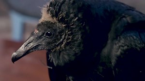 Vultures are critical ecosystem guardians. Learn about their important role in nature with Rita McMahon from the Wild Bird Fund, Inc. | National Audubon Society