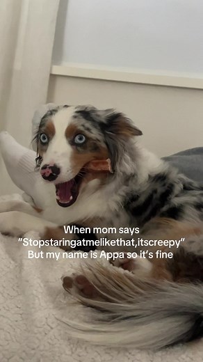 Puppy Appa Staring Cutely — Mom Says It’s Creepy
