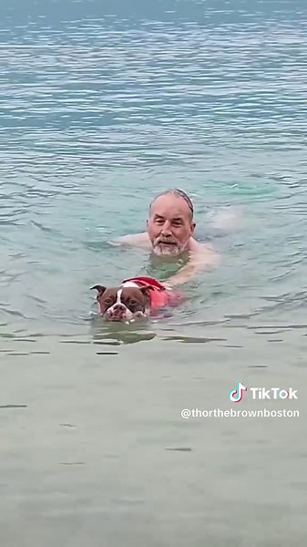 Adorable Boston Terriers Enjoying Pool Time