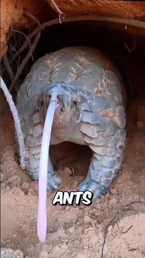 The POWER Of The PANGOLIN