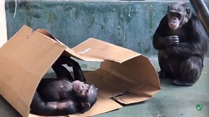 (Audio up) If chimpanzees could make New Year's resolutions, they might look something like ours! Watch these beautiful and intelligent chimps, once used in medical research, experience the fun and relaxation of permanent retirement at the Project Chimps sanctuary in the Blue Ridge Mountains. You can meet and support the chimps and projectchimps.org. It's possible to sponsor a chimp and to send special items to them from our Wish List. Video clips from Project Chimps staff. Production by Project