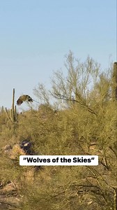 Yesterday, in Arizona’s Goldfield mountains, four Harris’s Hawks were cooperatively hunting together. These groups can consist of up to seven Hawks, including both related and unrelated birds of different ages. When I spotted them, they were taking turns feeding on something in the ancient Saguaro forest. | Jeremy Johnson Photography
