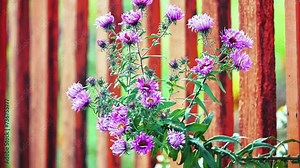 Aster amellus, European Michaelmas-daisy, is perennial herbaceous plant in genus Aster of family Asteraceae. In language of flowers, Michaelmas-daisy symbolizes farewell or departure.