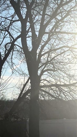 A Single Bird Chirping Over And Over Again #springvibes#2026