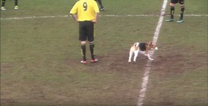 Beagle has moves that would totally impress Lionel Messi