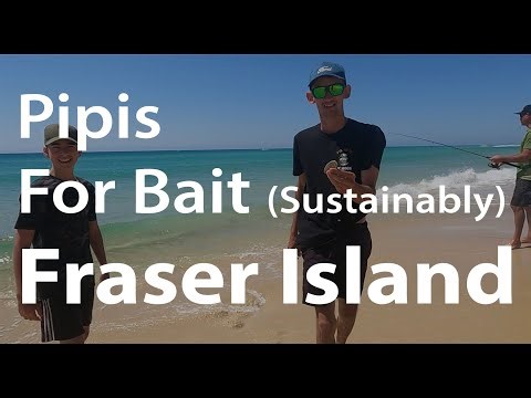 Pipis for Bait (Sustainably) Fraser Island - Sandy Cape Fishing | Fraser Fishing | All About Fraser