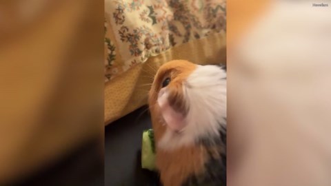 Guinea pigs share cucumber perfectly by splitting skin and core
