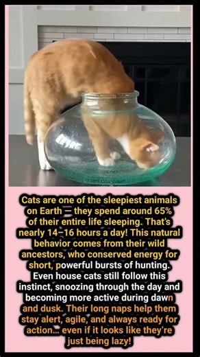 🐱💤 Cats: The True Sleep Champions#CatFacts #SleepyCats #PetScience #AnimalBehavior #wildlife #usa