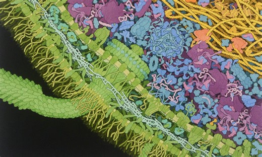 Irreducible Complexity: Reply and Challenge to Stern Cardinale
