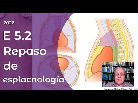 E5.2 | Splanchnology Review | Professor Eduardo A. Pró | Anatomy 2 | FMed UBA