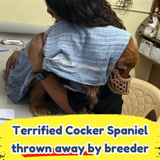 7.9K views · 227 reactions | ABANDONED COCKER SPANIEL FINDS FOREVER...