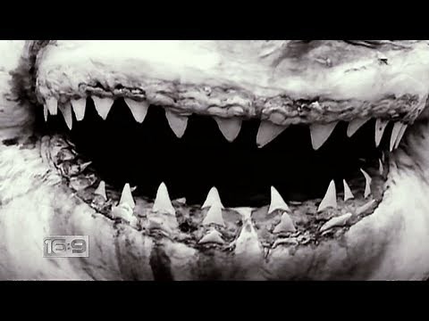 16x9 - Shark Fin Soup controversy