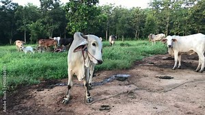 Thai cows, Thai cattle breeders The horns were tied with ropes to keep them in place to graze in the area. with a herd of cows