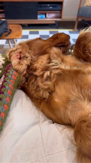 Meet Sully, the youngster who lives life to the max with his bestie and has pulled up a little sore! A full body treatment to ease those aches and pains followed by some rest time ❤️ #pawsitiveanimaltherapies #dogrehabilitation #melbournedogs #dogmassage #doghealth #doglover #dogrehabilitation #myotherapy #cockerspaniel #redlighttherapy #greenlighttherapy | Pawsitive Animal Therapies