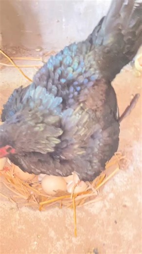 Baby Chick Struggling to Hatch – I Helped It Come Out 🥺