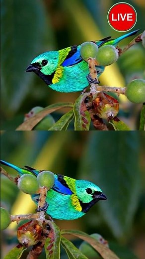 Saíra-Sete-Cores – O Pássaro Mais Colorido da Natureza! 🌈✨