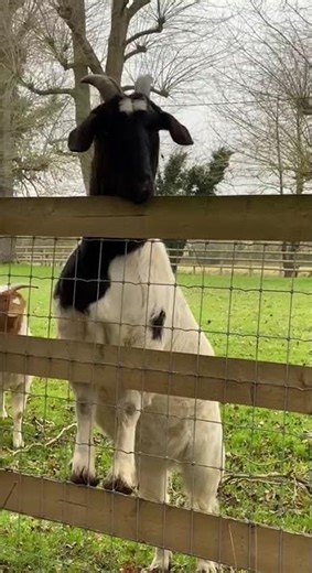 Talking goats...#shorts #goats #fence