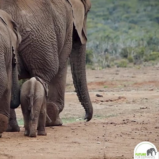 #futureforelephants #elefantenbaby #protectelephants #fyp #elefanten #babyelefant