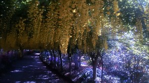 69K views · 3K reactions | Over the last month we've filmed the laburnum arch as it comes into bloom and then fades away again. This time-lapse footage shows just how much it changed in the space of 4 weeks! | Bodnant Garden NT/YG Gardd Bodnant | Facebook