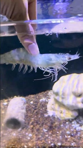 One Hit KO Underwater | Mantis Shrimp’s Deadly Strike 💣