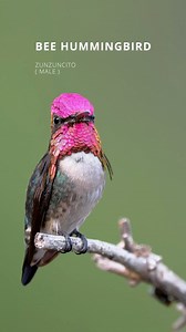 🇨🇺 Aves de Cuba: Conozcan al ave más pequeña del planeta , endémica de CUBA 🤩 🇺🇸 Bee Hummingbird 🧬 Mellisuga helenae El Zunzuncito o por su nombre en inglés Bee Hummingbird, es considerado el ave más diminuto del planeta con unos 5 centímetros aproximadamente y un peso inferior a 2 gramos, esta pequeña joya es endémica de Cuba y solo se puede ver en lugares específicos. #birdphotography #Cuba #birding #beehummingbird #avesdecuba #birdsofcuba #colibrí #birds | Ángel Miguel Caballero