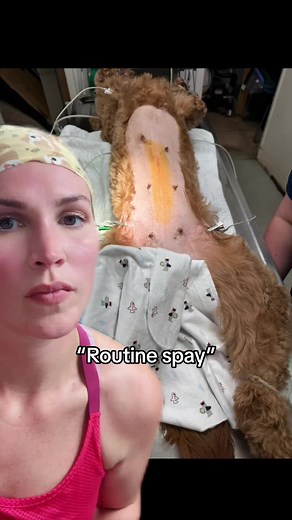 Understanding Pregnant Cat Spays and Surgery Risks