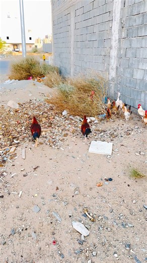 Funny murga 😂 | Tariq Aseel pear