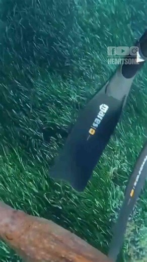 Mediterranean Divers Battle an Octopus That Defends Itself with Ink and Speed