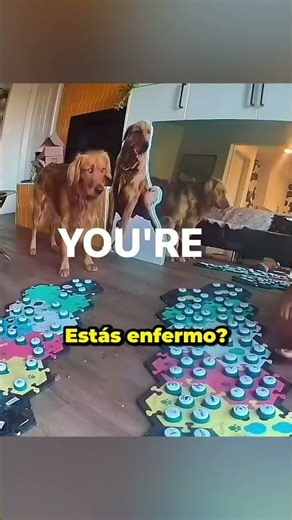 La reacción de mi perro fue inesperada 👀 #prank #dog #shorts