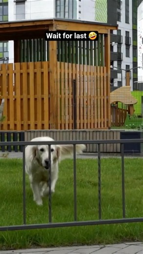 Unbelievable pet fails caught on 📸camera 😱🤣