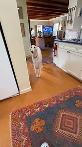 GoPro angle next?? 😂 #borzoi #dog #dogmemes #borzoimemes #weirdpets #hosegoat | Esperborzoi