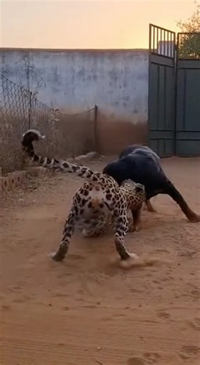 OMG! 🐆 Leopard Jumps the Fence — Big Dog Saves Small Dog at the Last Second