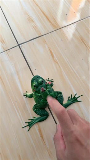 Screaming Budgett's Frog #funny