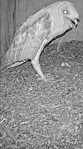 I'm Home! 🦉 Excited Barn Owl Announces His Arrival 👀