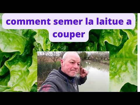 comment semer la salade à couper ?