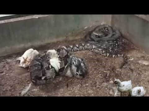 Python Snake Wrapped Around And Eats two Chicken