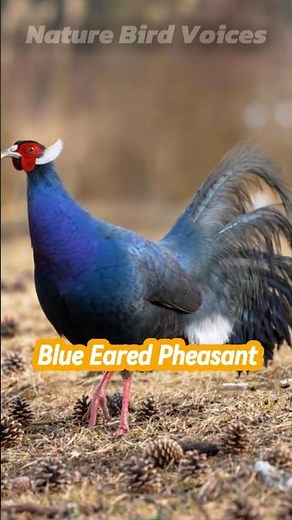 Blue Eared Pheasant | Crossoptilon auritum #birds #birdsong #birdsounds
