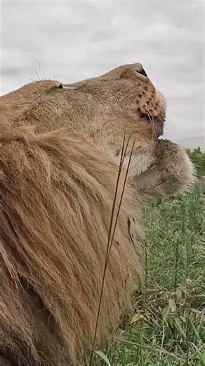 Lion Sound Effect || Animal Sounds