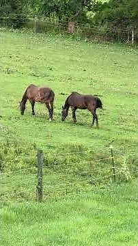 Hawkins STEM Chronicles: Horse Science Facts